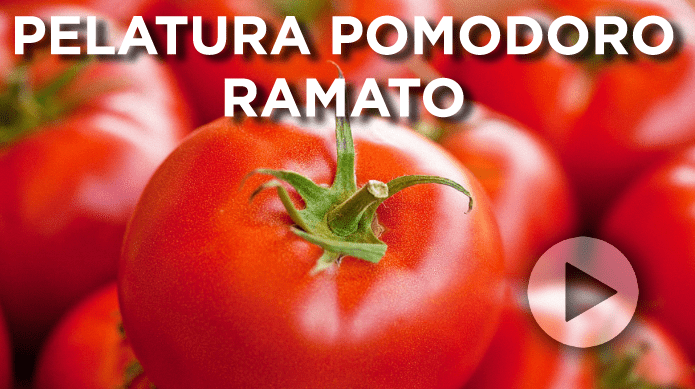 Pelatura pomodoro ramato