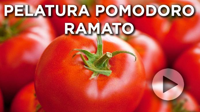 Pelatura pomodoro ramato