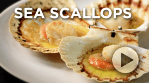 Sea scallops